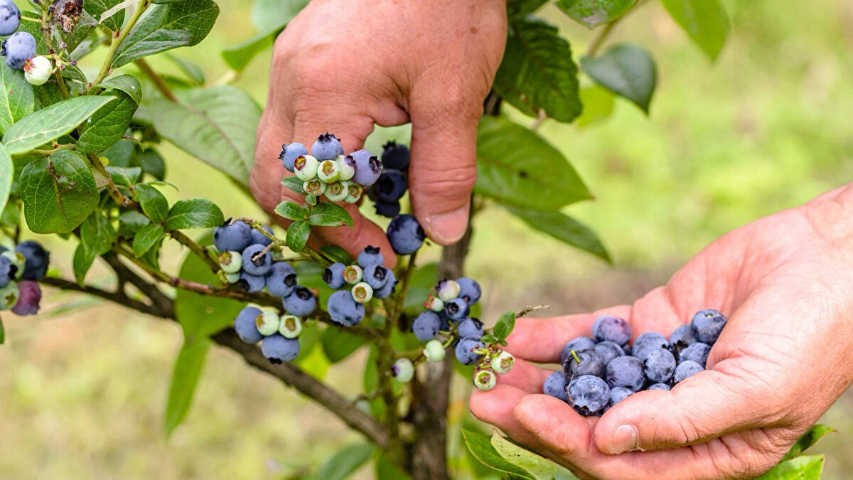 Yaban mersini (Likapa) <br><br>Karadeniz’in yüksek yaylalarında yetişir, antioksidan zengini bir süper meyvedir
