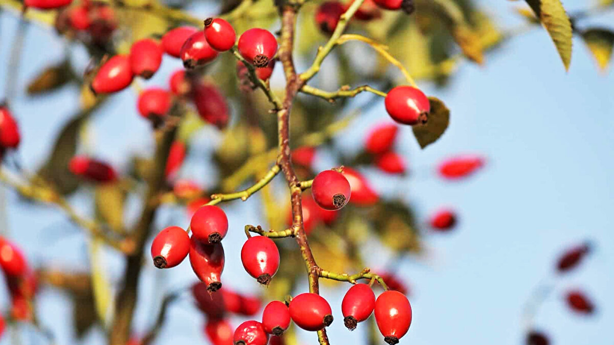 Ahududu (Ağaç çileği)<br><br>Kuşburnu <br><br>Kuşburnu <br><br>Anadolu’nun dört bir yanında bulunur, C vitamini deposudur ve kış çaylarının vazgeçilmezidir