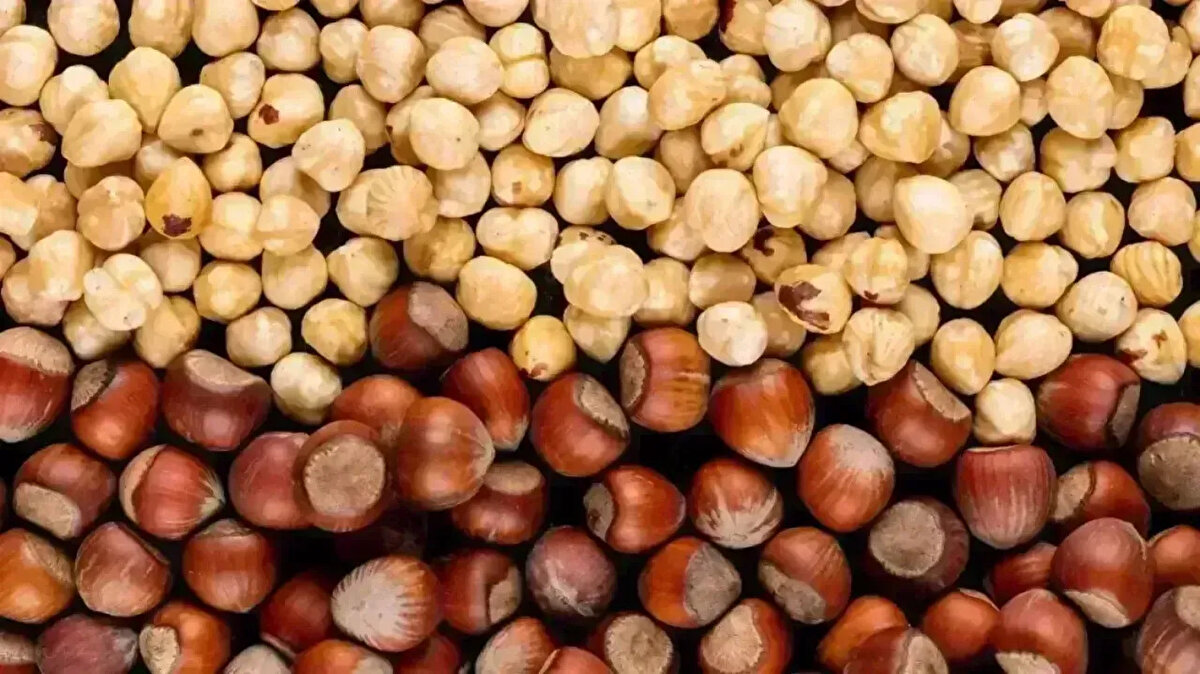 Giresun kalite 50 randıman fındıkta son durum<br><br>Son haftalarda Giresun kalite fındık fiyatları dalgalı bir seyir izliyor. Kısa süreli yükselişlerin ardından gelen düşüşler, üreticilerde belirsizlik yaratıyor. Uzmanlar, fiyat değişimlerinin büyük ölçüde arz-talep dengesi, ihracat talepleri ve döviz kuru hareketlerinden etkilendiğini belirtiyor. Ancak fiyatların zaman zaman toparlanma eğilimi göstermesi, düşüşlerin kalıcı olmadığını gösteriyor.