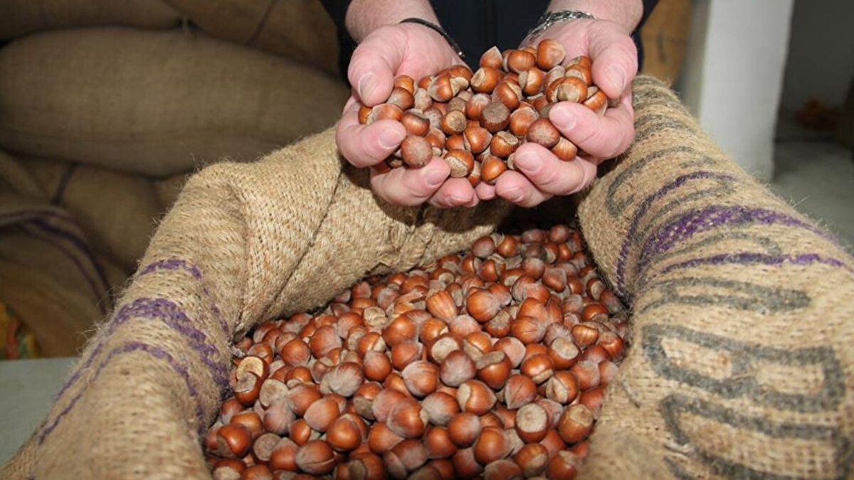 Fındık fiyatları düştü mü, yükseldi mi?<br><br>Karadeniz’in stratejik ürünü fındıkta son günlerde yaşanan fiyat dalgalanmaları, özellikle serbest piyasada dikkat çekiyor. Hasat sonrası dönemde gözlenen düşüşler, ihracat talebindeki yavaşlama, döviz kuru dalgalanmaları ve arz fazlalığı gibi faktörlerden kaynaklandı. Ancak düşüşler kısa sürdü; Giresun kalite fındıkta fiyatlar yeniden yükseliş eğilimine girdi. Uzmanlar, fındık fiyatlarının piyasa dinamiklerine oldukça duyarlı olduğunu ve önümüzdeki dönemde dalgalı seyrin devam edebileceğini vurguluyor.