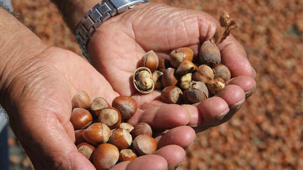 Uzmanlar, döviz kuru, ihracat talebi ve rekolte miktarının 2026 fındık fiyatlarını belirleyecek en önemli faktörler olduğunu ifade ediyor. Üreticilerin pazarlama stratejilerini bu dinamiklere göre şekillendirmesi gerektiği belirtilirken, fiyatların istikrarlı seyretmesinin hem üretici hem de ihracatçı açısından kritik öneme sahip olduğu vurgulanıyor.