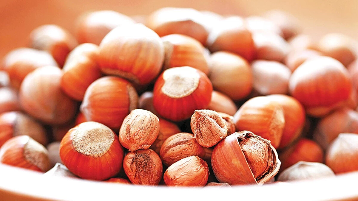 2026 fındık fiyatları ne olacak?<br><br>Fındık üreticileri ve sektör temsilcileri, 2026 sezonu için açıklanan alım fiyatlarını yakından takip ediyor. Toprak Mahsulleri Ofisi (TMO) tarafından belirlenen fiyatlar, Giresun ve levant kalite fındık için kilogram başına farklılık gösteriyor. Yüksek randımanlı ürünlere uygulanan primler ise bu yıl da devam ediyor.