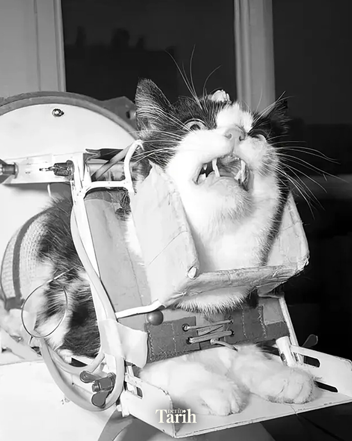 Paris sokaklarından toplanan 14 dişi kedi, sakin doğaları nedeniyle seçildi ve özel olarak eğitildi. Eğitimlerde santrifüj testleri, yüksek ivme simülasyonları ve fırlatma denemeleri yapıldı.