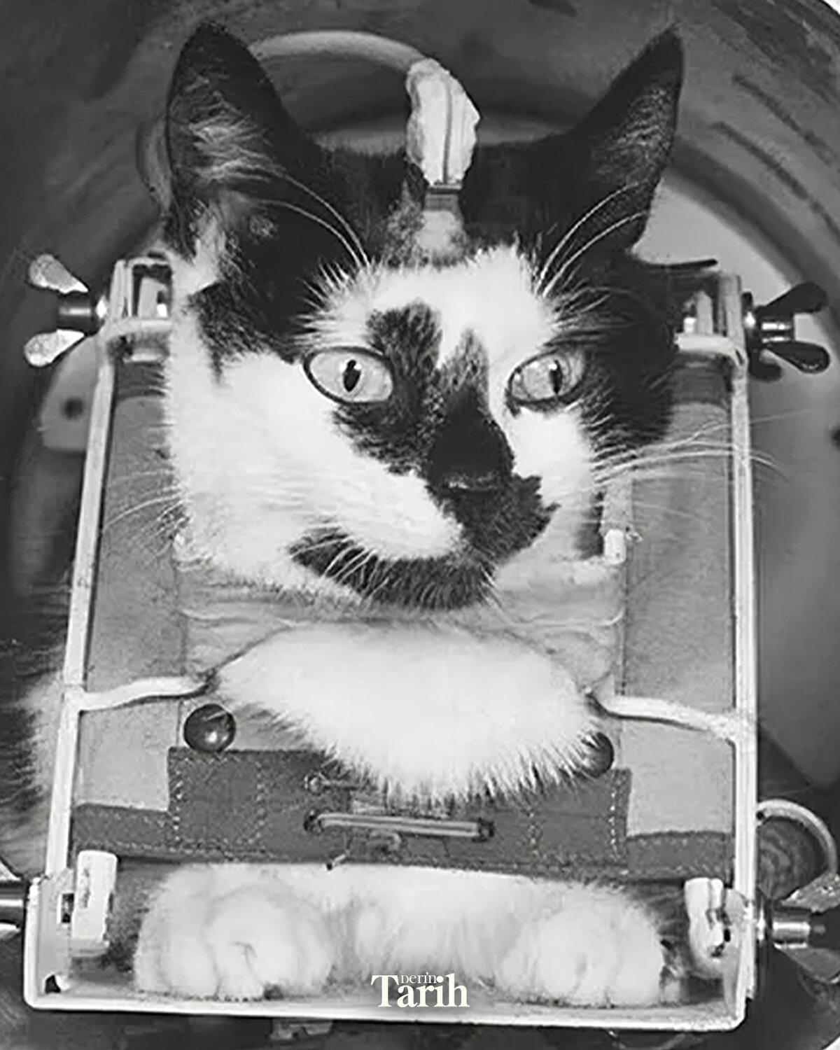 Kedilerin kafatasına, sinir ve beyin aktivitelerini ölçmek için minik elektrotlar yerleştirildi. Bu kedilerden biri, “C 341” kodlu siyah-beyaz bir sokak kedisiydi. Sakinliğiyle dikkat çeken bu kediye sonradan Félicette adı verildi.