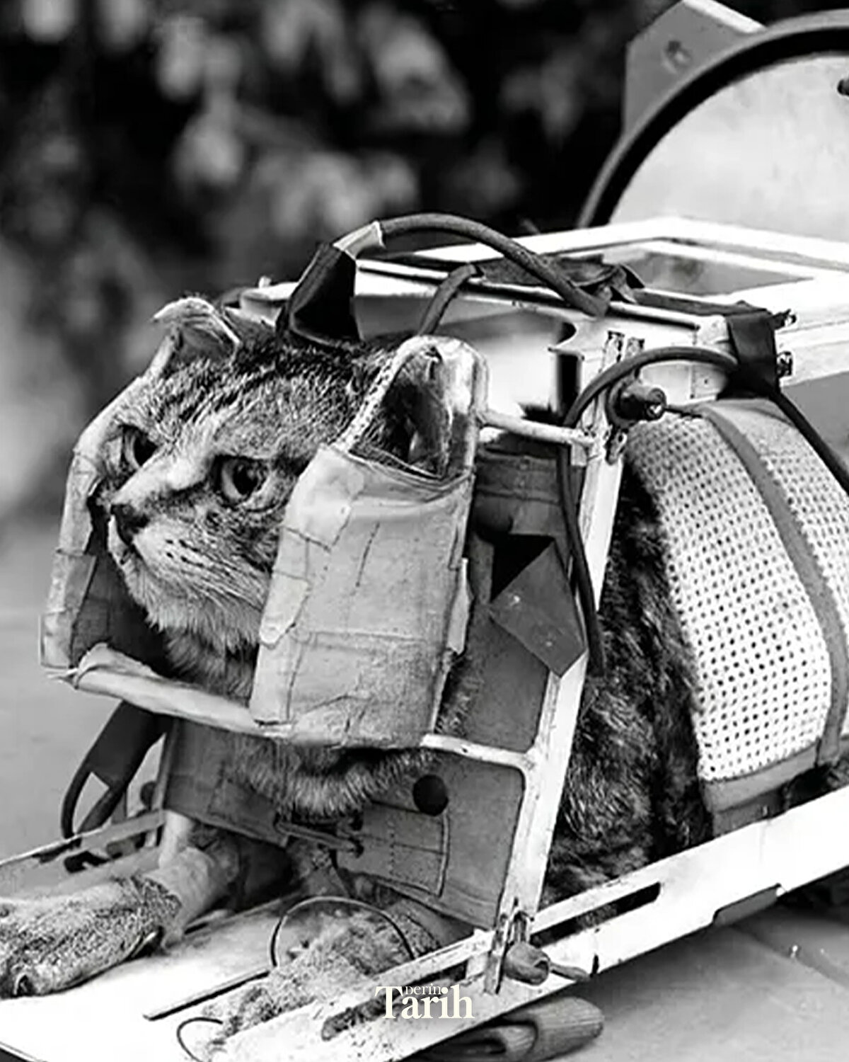 Deneyin ardından kedinin adı unutuldu; hatta bazı kaynaklarda hatalı biçimde “Félix” olarak anıldı.