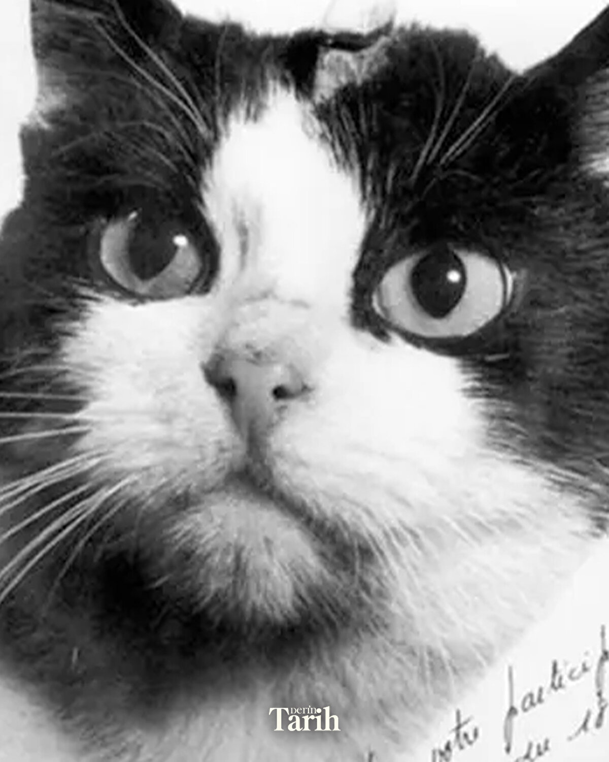 Yaklaşık beş dakika süren yerçekimsiz ortamda kedinin beyin ve kalp sinyalleri başarıyla kaydedildi.