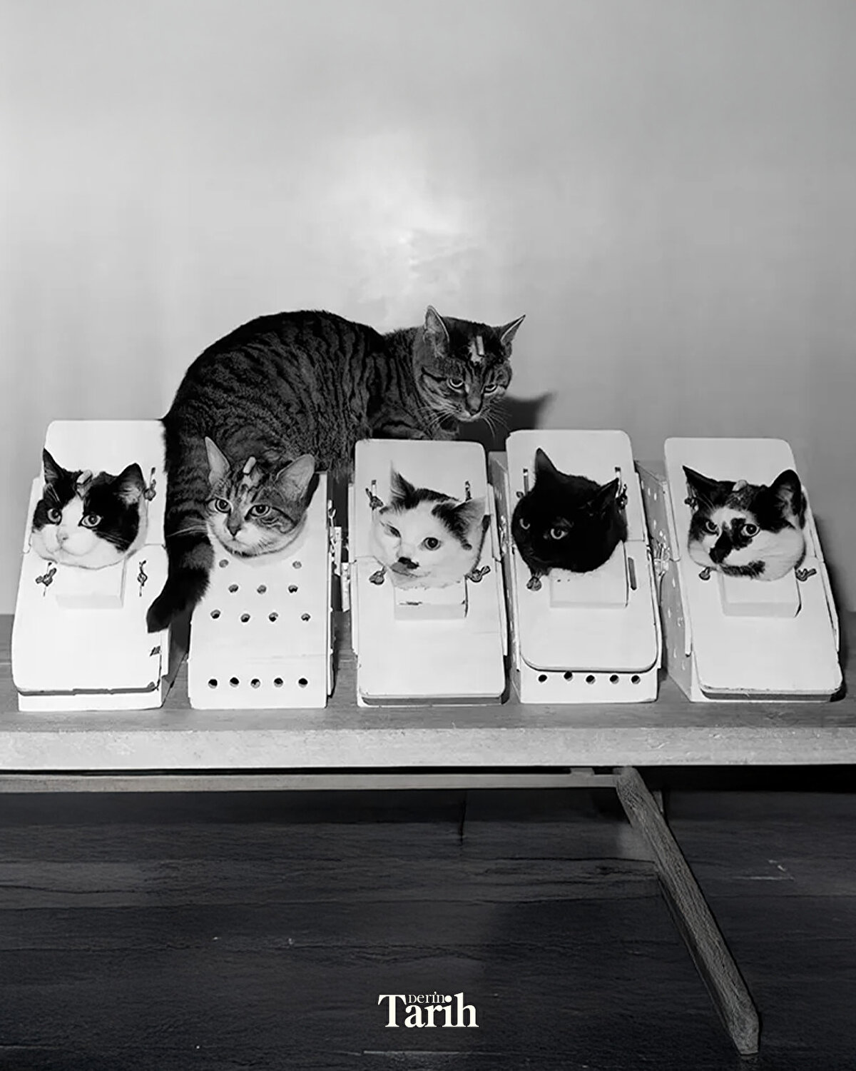 Yıllar sonra, 2017’de başlatılan bir kampanyayla Félicette’nin adı yeniden gündeme geldi.