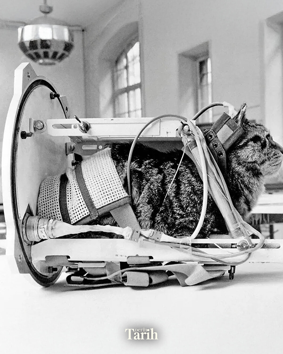 Félicette’nin kısa ama unutulmaz yolculuğu, hem bilimin ilerleyişindeki fedakârlıkları hem de tarihin gölgede kalmış kahramanlarını hatırlatmaya devam ediyor.