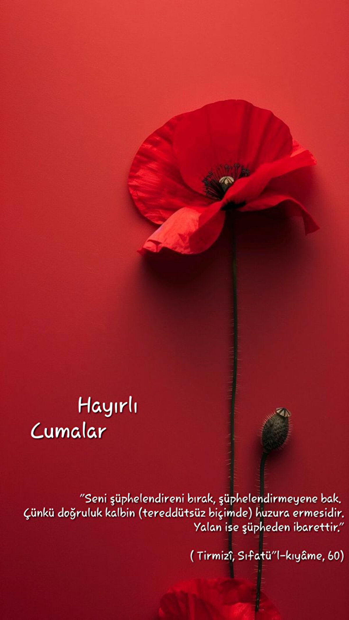 Ey rabbim! İstemeden verdiklerine bakınca istediklerimizi vereceğine inanarak; duasını beklediğimizi hayırlara ulaştırmamanı diliyorum. Hayırlı cumalar!<br>