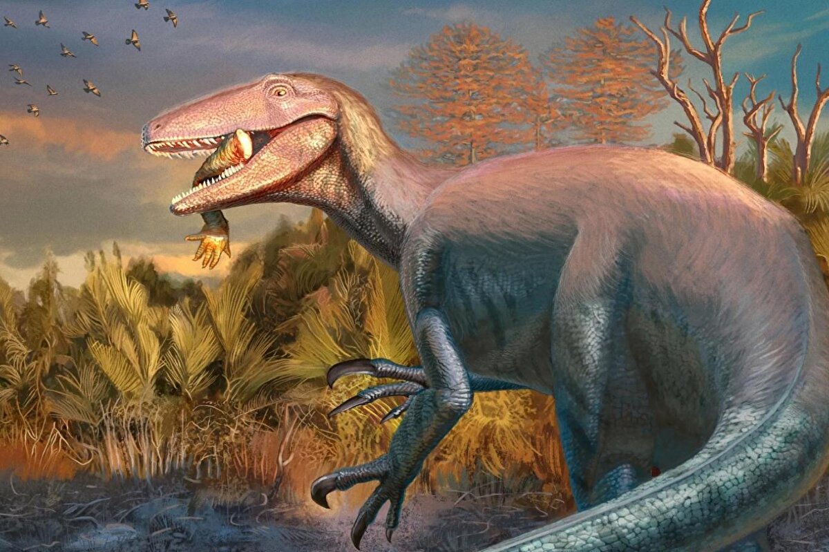 Yumurta, özel taramalardan geçirildikten sonra Arjantin Doğa Bilimleri Müzesi’nde incelenecek ve ardından Patagonya’daki yerel müzede sergilenmeye başlanacak. Bilim insanlarına göre bu keşif, paleontoloji ve evrimsel biyolojiye yeni bir pencere açabilir.