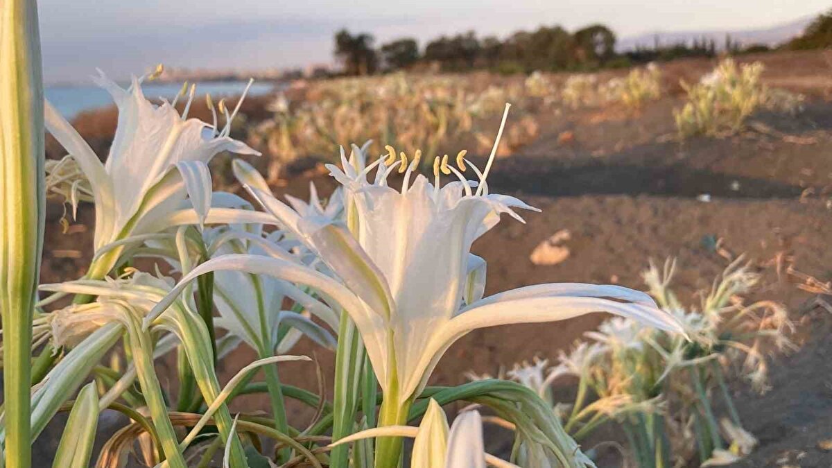 "Doğa bilinciyle kum zambaklarını korumamız gerekiyor"<br><br>Denizden kıyılara kadar birçok güzelliğin barındığına vurgu yapan Toros, "Kum zambakları da bu güzelliklerin en önemlilerinden bir tanesi. Rüzgarla dans eden, kumların içinde hayata tutunan doğal güzellik zambakların koparılması ve taşınması yasak. Bilinçsiz koparma ve taşınmayla ilgili cezalar ağır. Ama cezaların ötesinde bir doğa bilinciyle kum zambaklarını korumamız gerekiyor. 557 bin TL ile 2 milyon 800 bin TL arasında cezası var ama cezanın da ötesinde kum zambaklarını geleceğimiz olan çocuklara teslim edebilmemiz önemli" dedi.