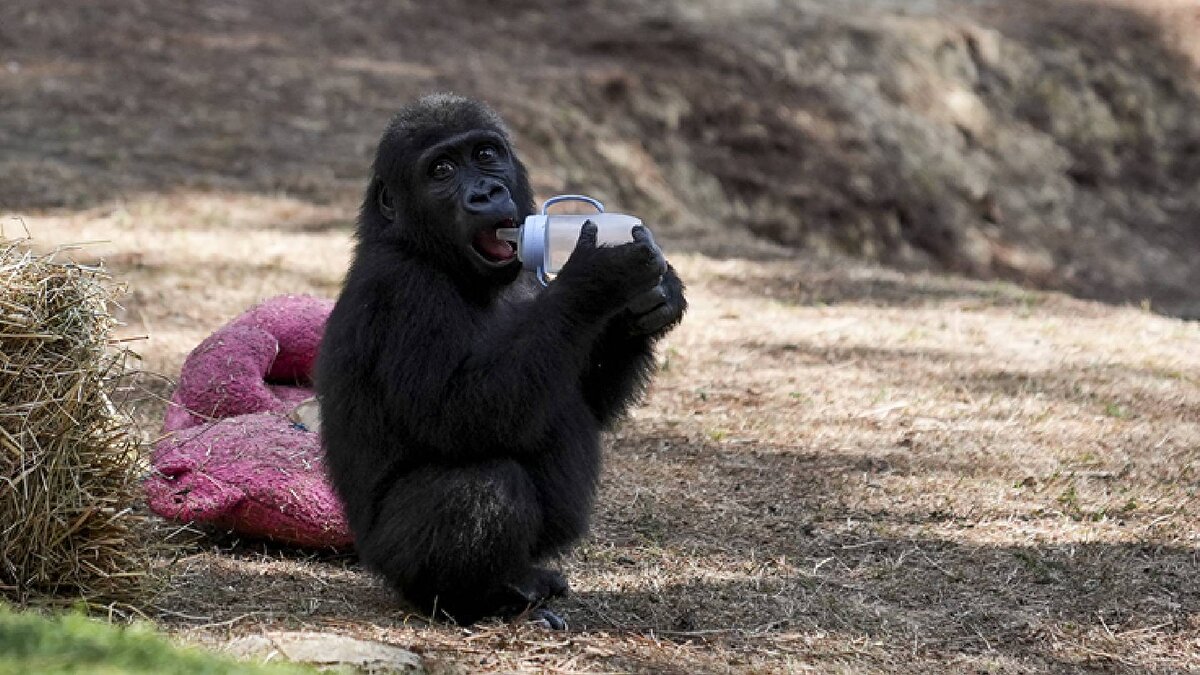 Nijerya’nın iade talebi<br><br>Nesli Tehlike Altında Olan Yaban Hayvan ve Bitki Türlerinin Uluslararası Ticaretine İlişkin Sözleşmesi (CITES) gereğince ihraç eden ülkenin geri talep hakkı bulunması nedeniyle Nijerya makamlarının Zeytin’in iadesi için resmi talepte bulunduğu belirtilen açıklamada, "İade süreci değerlendirilirken hayvanın tekrar yasadışı ticarete konu edilmemesi, maruz kaldığı stresin en aza indirilmesi ve iki ülke arasındaki iklim şartlarının uygunluğu gibi faktörler dikkate alınmıştır" denildi.<br>İade işlemleri sürerken Zeytin’in gerçekten Nijerya menşeli olup olmadığının netleştirilmesi için Ankara Üniversitesi Evrimsel Genetik Laboratuvarı koordinasyonunda DNA testi yapıldığı kaydedilen açıklamada, genom dizilimiyle gerçekleştirilen analiz sonucunda yavru gorilin Batı Ova gorili olduğunun belirlendiği, menşei ülkesinin Nijerya olmadığı belirtildi.