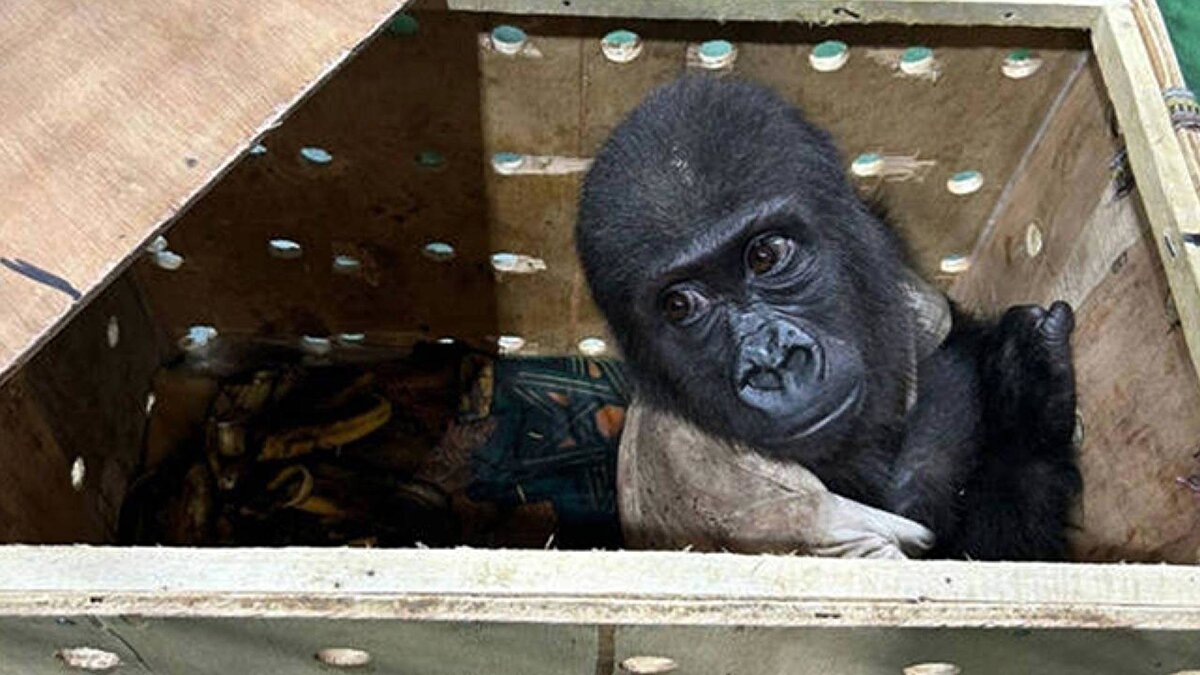 DKMP, sosyal medya hesabından 2024 yılı Aralık ayında İstanbul Havalimanı’nda ele geçirilerek el konulan yavru goril ‘Zeytin’in yapılan DNA analizleri sonucunda Nijerya menşeli olmadığının belirlenmesi üzerine Türkiye’de kalmasına karar verildiğini açıkladı. Açıklamada, Zeytin’in ilk günden itibaren refahı ve sağlığının titizlikle gözetildiği, veteriner hekimler ve uzman personel eşliğinde gerekli bakımın sağlandığı vurgulandı.