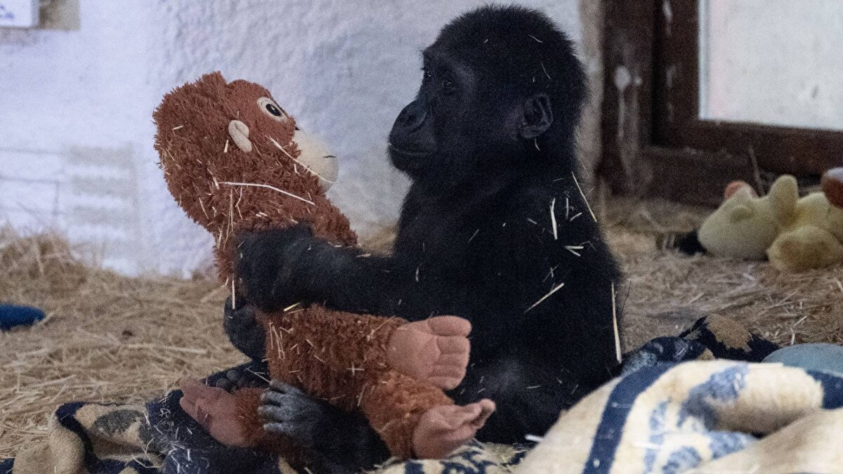 "Yaban hayatını geleceğe taşımak için büyük bir özveriyle çalışmaya devam edeceğiz"<br><br>Zeytin’in bundan sonra da emin ellerde olacağı ve bakımının titizlikle sürdürüleceği vurgulanan açıklamada şu ifadelere yer verildi:<br>"Türkiye olarak zengin biyolojik çeşitliliğimizi ve yaban hayatını geleceğe taşımak için büyük bir özveriyle çalışmaya devam edeceğiz."