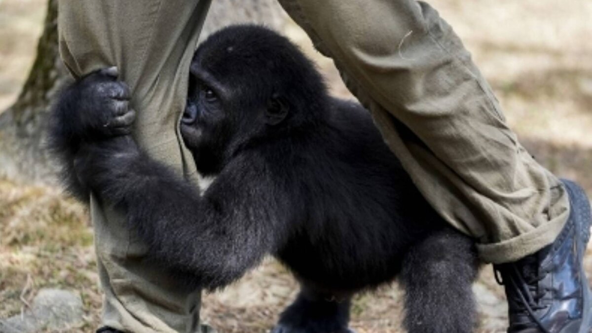 Yavru goril ‘Zeytin’<br><br>21 Aralık 2024 tarihinde İstanbul Havalimanı’ndaki nakil deposunda gerçekleştirilen kontroller sırasında Nijerya’dan Tayland’a transit geçiş yapacak bir kargoda CITES belgesi bulunmayan bir yavru goril tespit edilmişti. Belgesiz olması nedeniyle DKMP ekiplerince el konulan yavru goril, sağlık kontrolünden geçirildikten sonra İstanbul’daki resmi izinli bir hayvanat bahçesinde koruma altına alınmıştı. Vatandaşların katılımıyla düzenlenen anket sonucu ‘Zeytin’ ismi verilen yavru goril, burada veteriner hekim ve özel bakıcı gözetiminde yaşamını sürdürüyordu.