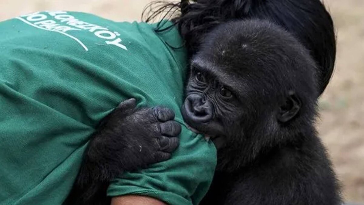 Zeytin Türkiye’de kalacak<br><br>Açıklamada, söz konusu bulgular doğrultusunda CITES Taraflar Konferansı’nda (COP-19) alınan kararlar gereğince Zeytin’in Türkiye’de bir hayvanat bahçesinde yaşamına devam etmesine karar verildiği belirtilerek, "COP-19 kararları doğrultusunda el konulan hayvanlar için insancıl şartlar ve yaşam süreleri boyunca uygun bakım sağlanması taahhüt edilmiştir. Zeytin’in Türkiye’de kalması bu ilkeler çerçevesinde en doğru karar olmuştur" denildi.