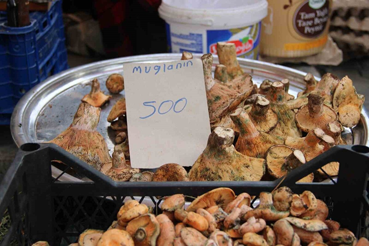 Ege Bölgesi’nin en sevilen sonbahar lezzetlerinden biri olan çıntar, pazarda yerini aldı. Mantar toplayıcıları, ormanlardan özenle topladıkları çıntarları satıyor. 