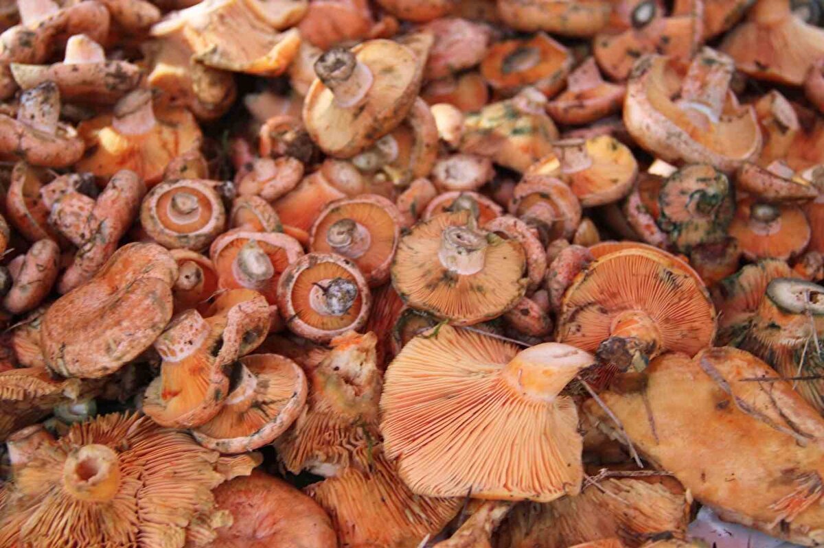 Pazarcılar da topladıkları çıntarları titizlikle seçerek tezgahlara getiriyor. Kilosu 500 liraya kadar yükselen çıntar, yüksek fiyatına rağmen vatandaşların ilgisini çekiyor. 