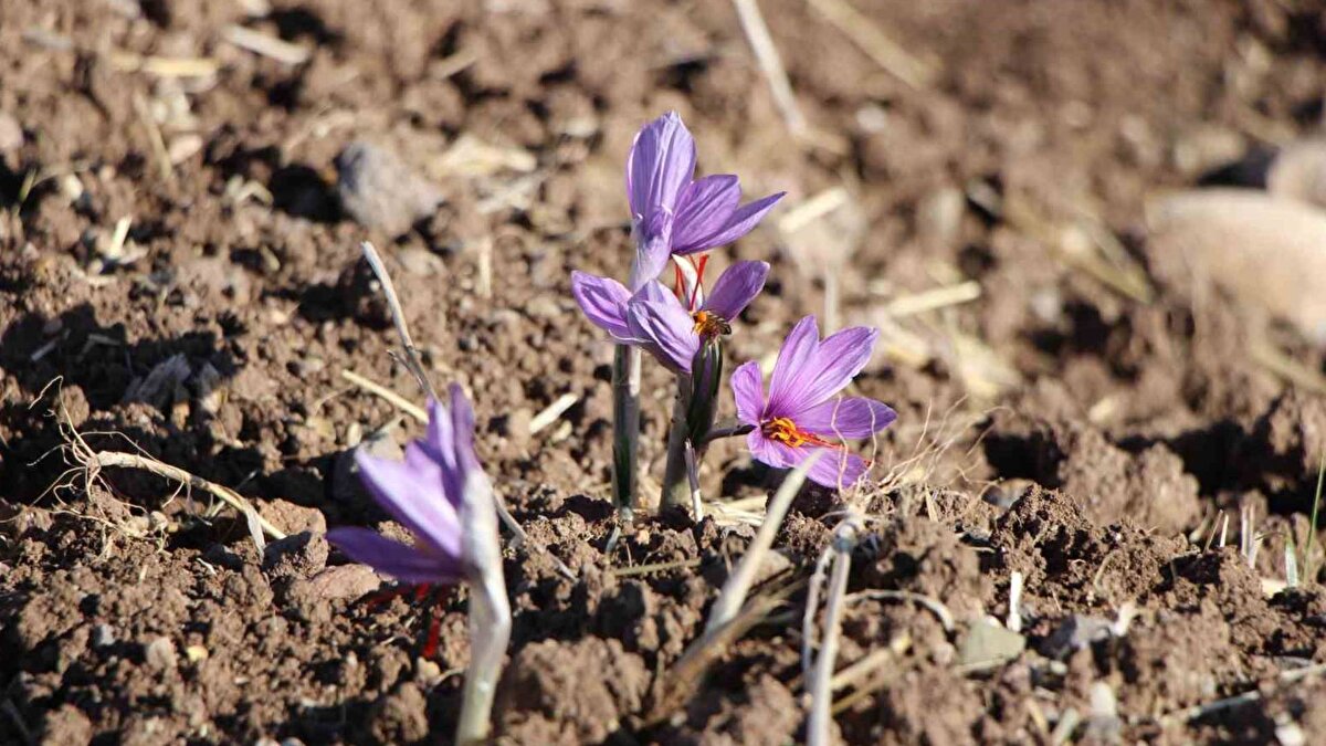 Hasat programına AK Parti İl Başkanı Galip Uzun ve Göynücek Kaymakamı Osman Demirgül ile diğer yetkililer de katıldı.