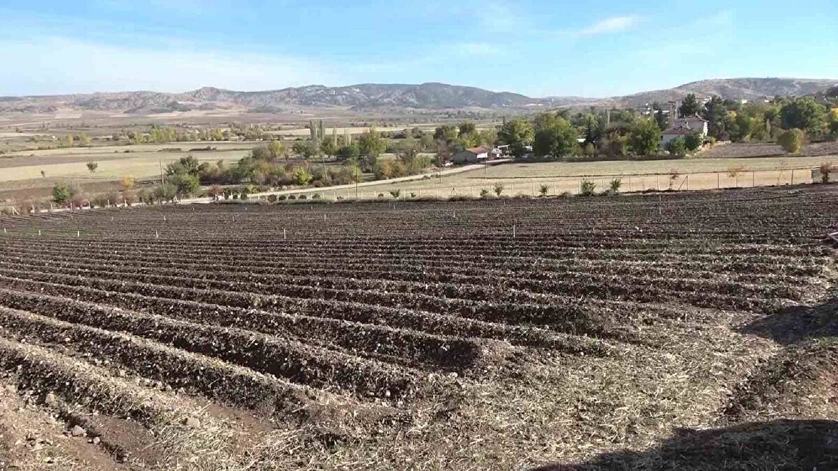 "Saksıda bile yetiştirilebilir"<br><br>Amasya’da 23 dekar üretimi yapılan bu bitkinin gıda, tekstil, parfüm ile ilaç sanayisinde kullanıldığına değinen Kılıç, "Safran bitkisi çok değerli olduğu için sahteciliği yapılmaktadır. İlimizde yetiştiriciliği açısından önde gelen lokasyonlardan olduğu için üreticilerimizden güvenle safran bitkisi alınabilir. Yetiştirmesi çok meşakkatli de değildir. Tarlada, bahçede hatta saksı da bile yetiştirilebilir" diye konuştu.