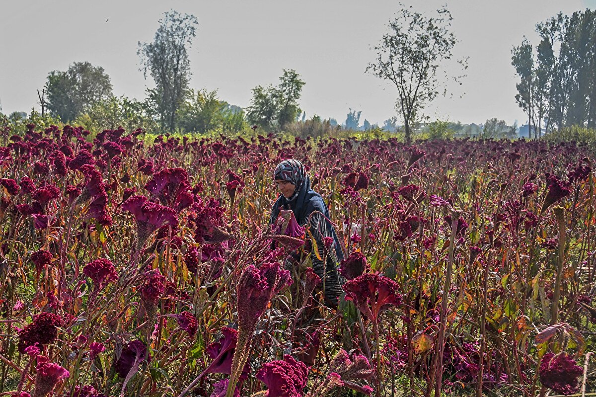 Keşmir'in kalbinde çiftçiler, göz alabildiğine uçsuz tarlalarda canlı pembe ve kırmızıya çalan rengiyle yüzyıllardır Keşmir mirasının bir parçası olan horoz ibiği yetiştiriyor.