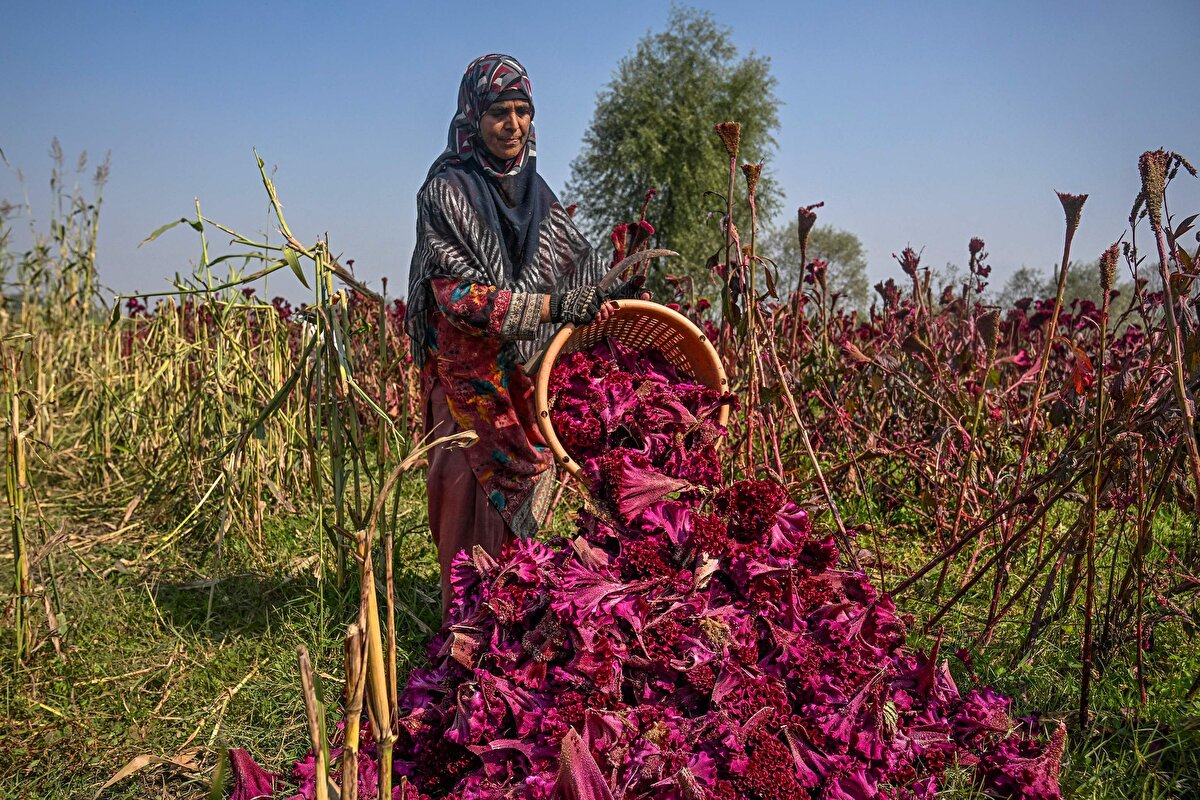 Horoz ibiği şeklindeki koyu kırmızı taç yapraklarıyla dikkat çeken bu çiçek, hasat edildikten sonra, yapraklarındaki koyu renklerini korumak için güneşte kurutuluyor ve yıl boyunca pişirilmek üzere saklanıyor.