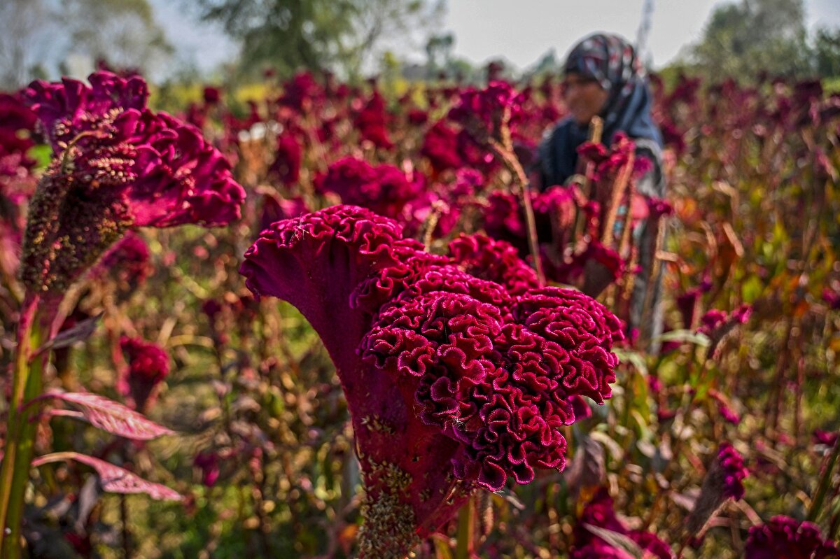 Horoz ibiği çiçeklerinin güneşte kurutulup toz haline getirildikten sonra elde edilen bu doğal gıda boyası, yapay gıda boyaları kullanmadan yemeklere zengin ve koyu kırmızı bir renk vermesiyle ünlü geleneksel Keşmir Wazwan mutfağının (Çeşitli et ve baharatlarla zenginleştirilmiş yemeklerin hazırlandığı, Keşmir kültürüne özgü önemli ve geleneksel bir şölen) olmazsa olmaz bir malzemesi.