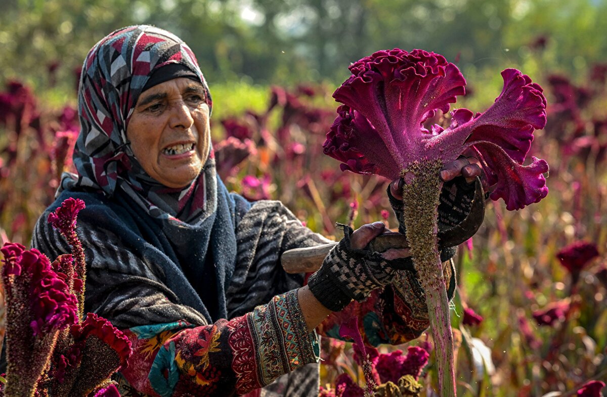 Rogan Josh, Gushtaba, Rista ve Dum Aloo gibi yemeklerde yüzyıllardır kullanılan horoz ibiği, Keşmir yemeklerinin rengini, sunumunu ve özgünlüğünü artırma yeteneği nedeniyle oldukça da değerli.