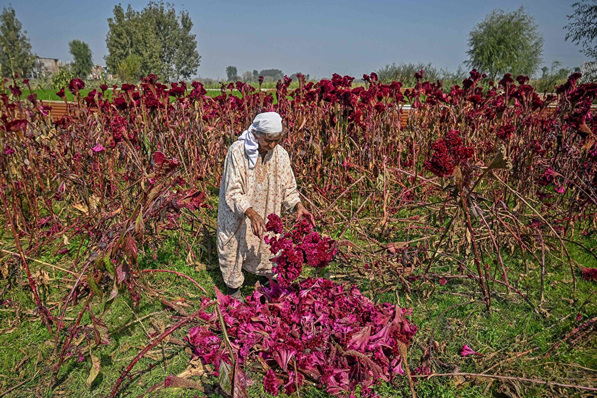 Keşmir horoz ibiği, sıradan bir çiçekten çok daha fazlası; saflığın, geleneğin ve doğa ile Keşmir mutfağı arasındaki kalıcı bağın bir sembolü.