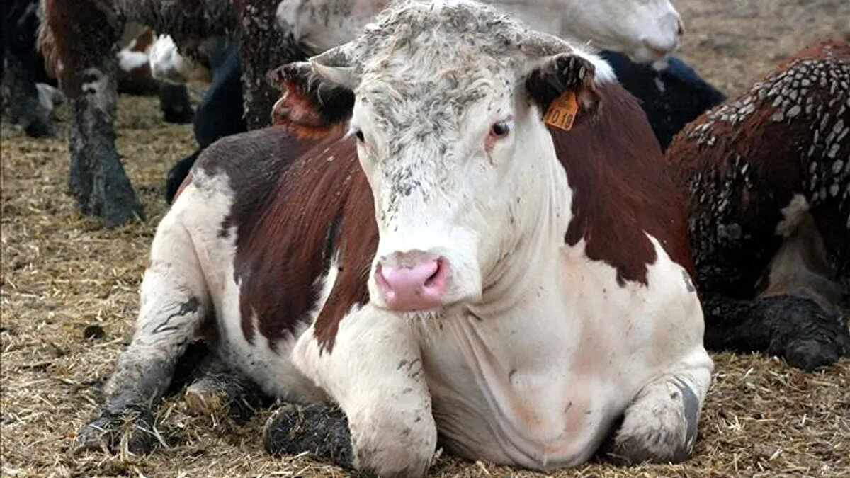 Bolu’da boğaz ağrısı, mide bulantısı ve baş dönmesi şikayetleriyle hastaneye başvuran Z.A. isimli kadının beyin omurilik sıvısında yapılan testlerde ‘deli dana’ hastalığına rastlandı.