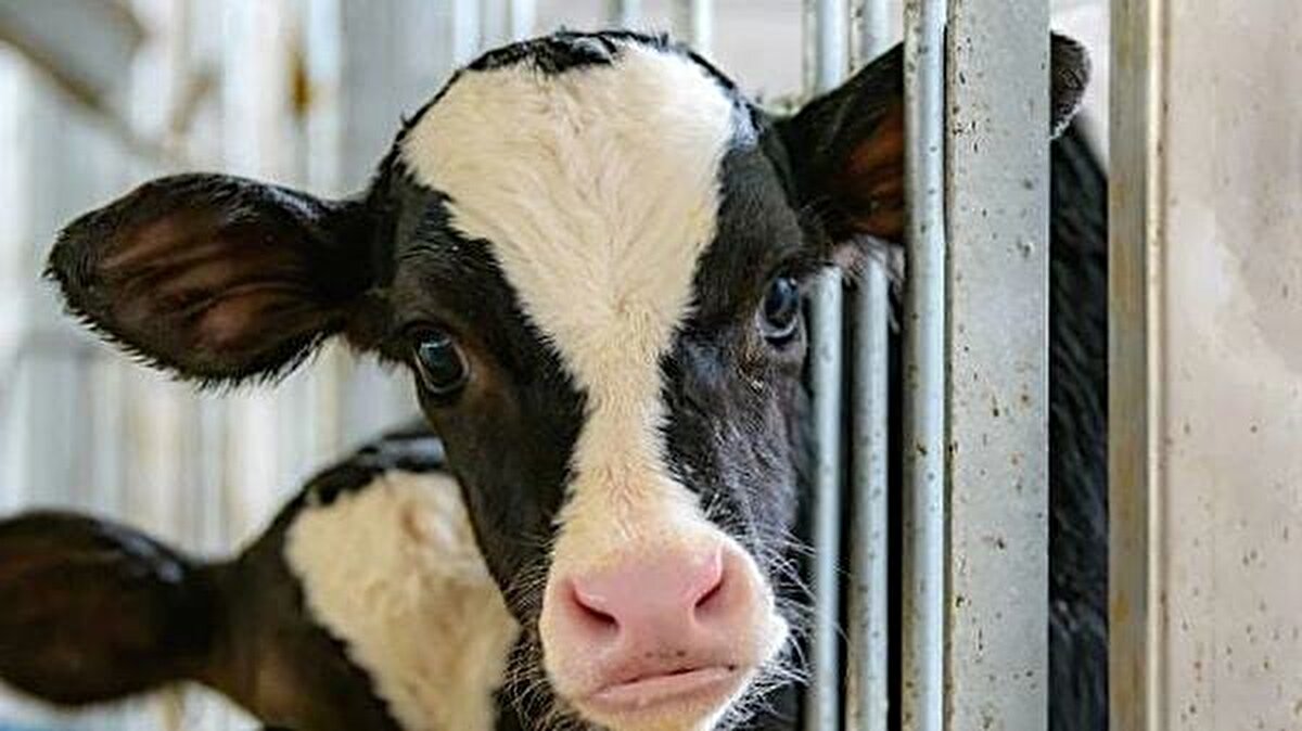 Yapılan duyuruda, hastada şu an için kesinleşmiş bir deli dana tanısının bulunmadığı, tetkiklerin sürdüğü belirtildi. Açıklamada, “Haberlere konu edilen hastamızın tanısı henüz kesinleşmemiştir” ifadeleri yer aldı.