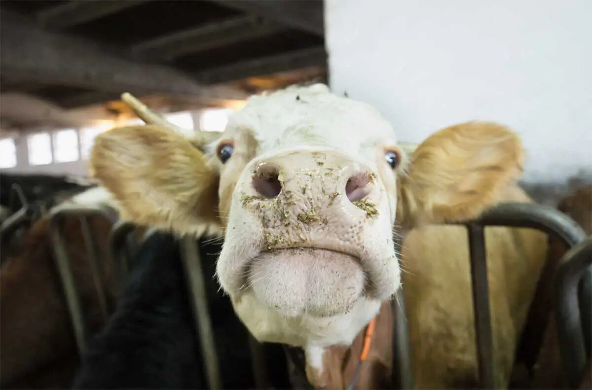Ertuğrul, “Bu hastalığı taşıyan hayvanların etinin veya sakatatlarının tüketilmesi, hatta vücut sıvılarıyla temas bile bulaşmaya yol açabilir. İki vakanın varlığı, başka hastaların da ortaya çıkabileceği anlamına geliyor.” dedi.