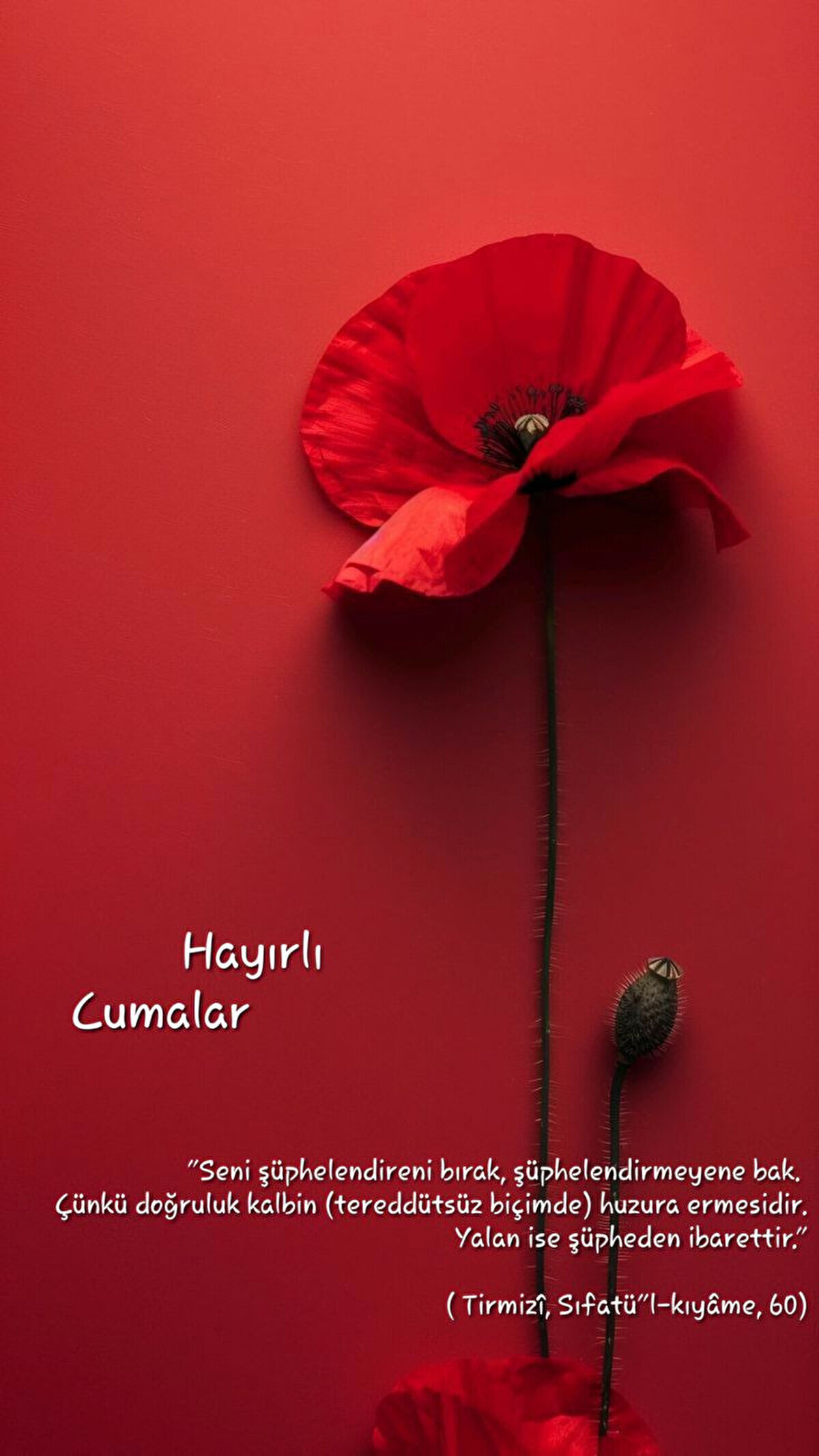 Ey rabbim! İstemeden verdiklerine bakınca istediklerimizi vereceğine inanarak; duasını beklediğimizi hayırlara ulaştırmamanı diliyorum. Hayırlı cumalar!<br>