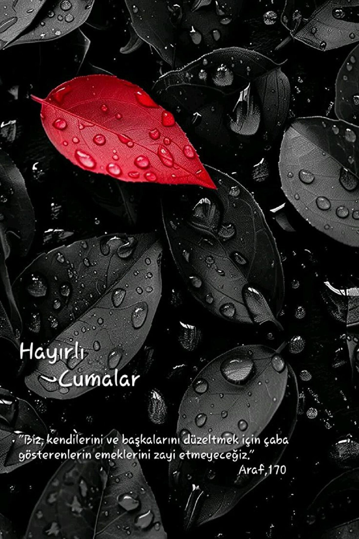 Kalbimiz imana, gönlümüz islama, dilimiz Kur"ana, kulağımız ezana, gözümüz nura, evimiz huzurlu ve neşeli olsun. Amin. Hayırlı Cumalar.