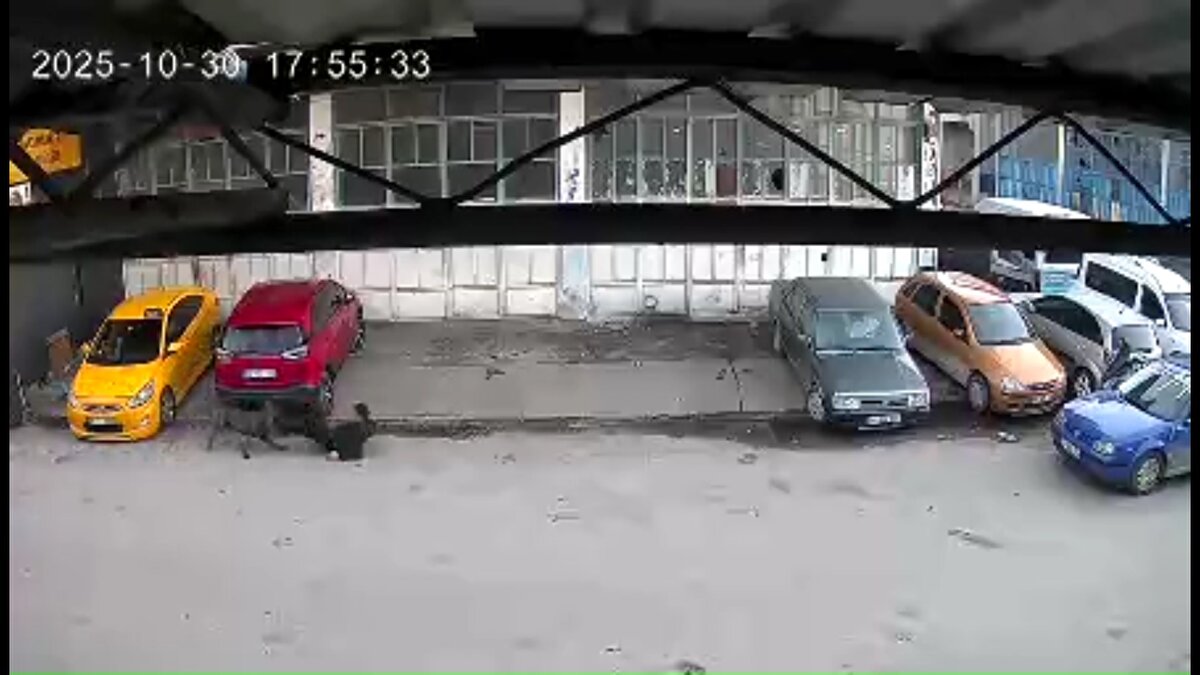 Oğlunun çığlıklarını duyan K.T. ve çevredeki esnaf koşarak köpeği uzaklaştırdı. Yaşananlar bir iş yerinin güvenlik kamerasına yansıdı.