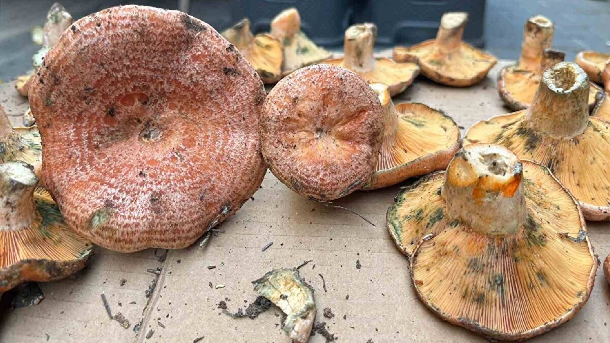 Aydın’da çıntardan genellikle kavurma yapıldığını dile getiren Yaman, yüksek fiyata rağmen satışların iyi olduğunu söyledi.