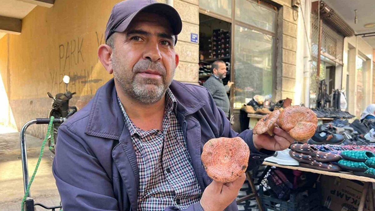 Yaman, çıntarın köylüler tarafından yeni yeni toplanmaya başladığını, önümüzdeki günlerde ürün bollaşınca fiyatların düşmesini beklediklerini ifade etti.