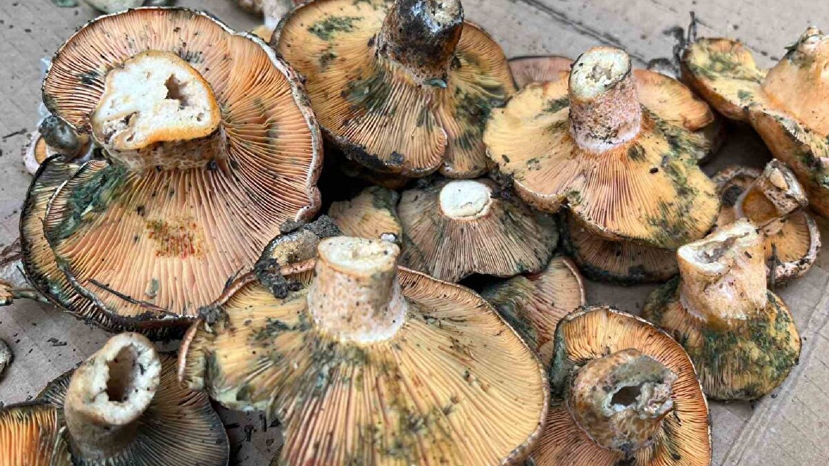 Her yıl ilk çıntarı kendisinin pazara getirdiğini söyleyen Yaman, "Çıntar et kadar değerlidir, çok sevilir. Şu anda az olduğu için kilosunu 500 liradan satıyoruz. Genelde vatandaşlar yarım kilo alıyor" dedi.