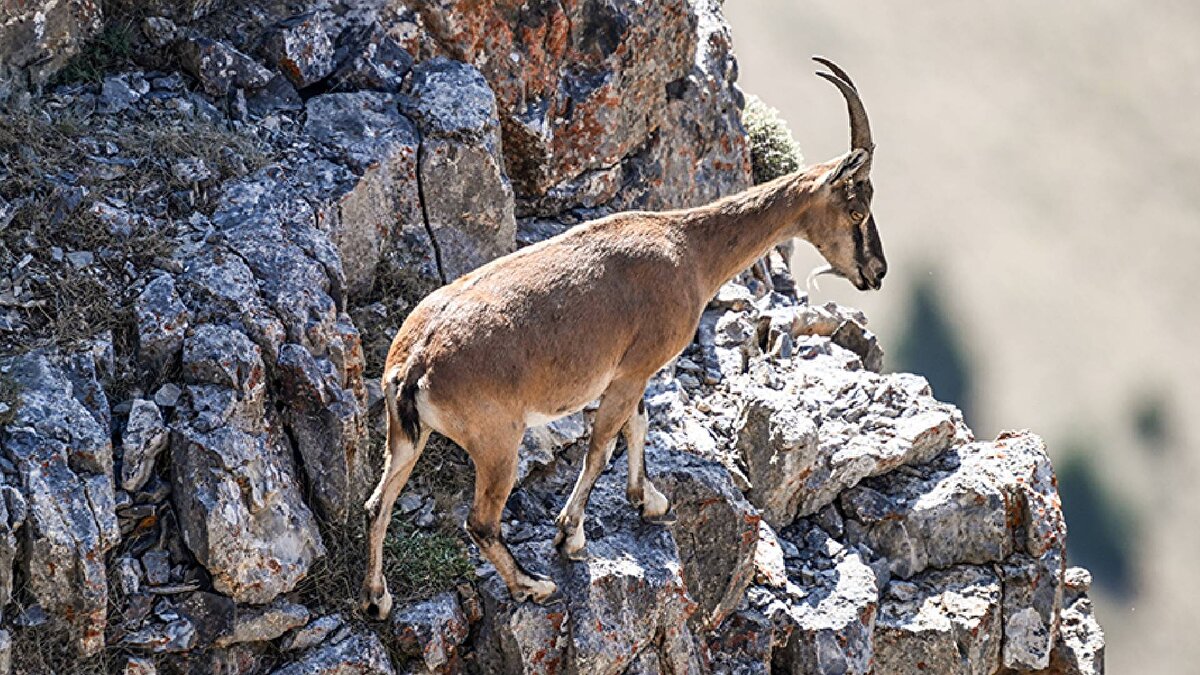 "Şahıslara Kara Avcılığı Kanunu kapsamında 1 milyon 880 bin lira tazminat ve 21 bin 355 lira idari para cezası olmak üzere toplam 1 milyon 901 bin 355 lira ceza uygulandı. Yaban hayatına zarar verenlere karşı mücadelemiz kararlılıkla sürecek."