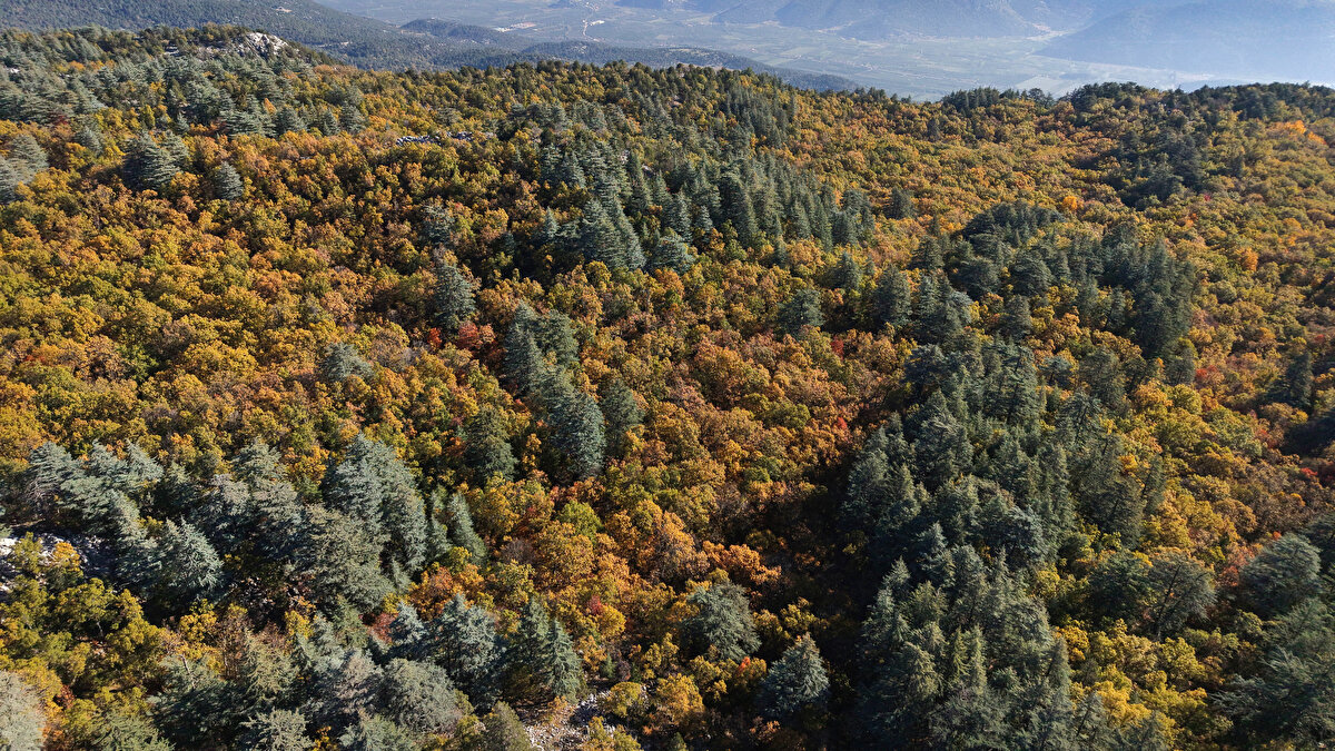 Alanı ziyaret etmek isteyenler olduğunu aktaran Mustafa Altunkup, “Alanımızı nasıl ziyaret edebilirsiniz? Sadece eğitim ve bilimsel amaçlı ziyaretlere izin veriyoruz. Bunun için de DKMP Isparta Şube Müdürlüğümüze veya Kovada Gölü Milli Park Şefliğimize yazılı dilekçe beyanında bulunuyorsunuz. Tabii izin verilenlere de ormanda personelimiz refakat ediyor. Normalde Valilik kararıyla 15 Kasım'a kadar ormana giriş yasağımız var. Ormana giriş yasağı olmasa dahi zaten burası 12 ay korunmakta. 12 ay ormana giriş yasağı var" diye konuştu.
