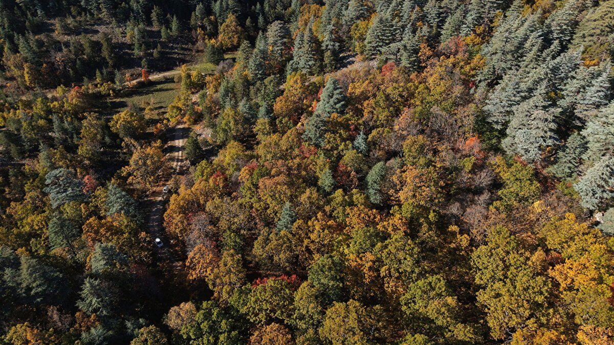 Diğer yandan endemik kasnak meşesi ormanında ölçümleri 2021 yılında yapılan, çapı 1,37 metre, çevresi 4,30 metre ve boyu 33,5 metre ölçülen Türkiye'nin bilinen ikinci en kalın çaplı kasnak meşesi de bulunuyor. 'Koca kasnak' adı verilen ağaç, ormanın Beşbahçe mevkisinde özel koruma altında tutuluyor. Ülkemize has bir tür olan ve yok olma tehlikesi ile karşı karşıya bulunan kasnak meşesinin gerek saf, gerek sedir ve ardıç ile karıştığı en güzel örneklerinin yer aldığı eşsiz bir ekosistem.