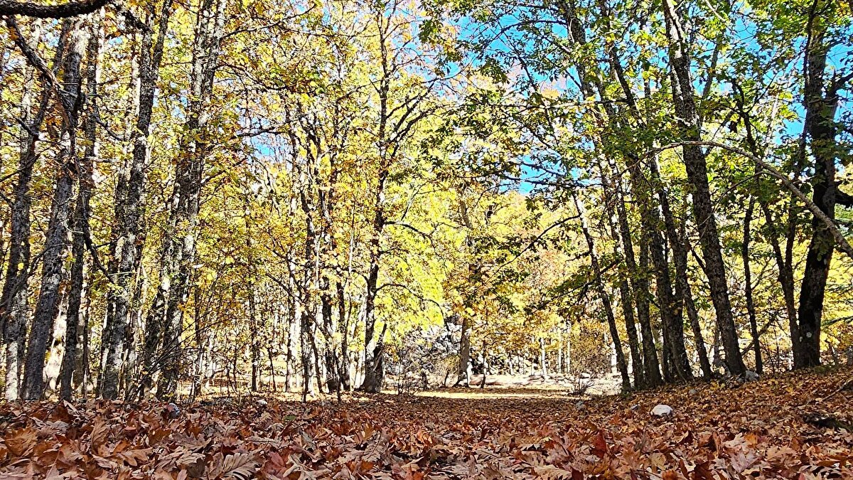 İklim özellikleri bakımından ağaçların kuzeydoğu yamacında, 1500-1800 rakımlar arasında yetiştiğini belirten Altunkup, alanda saf kasnak meşceresinin (en küçük orman parçası) yanında, karışık kasnak meşesi, Lübnan meşesi, sedir ağaçları, akçaağaçlar, boylu ardıçlar karışık meşcere halinde de görülebildiğini söyledi. Doğa yürüyüş gruplarının da eğitim amaçlı ormana özel izinle alındığını anlatan Mustafa Altunkup, “Eğitim amaçlı izin alındığı için burada eğitim veriyoruz. Öğrenciler olsun, doğa yürüyüşçüleri olsun. Buranın önemi dünyada orman vasfına sahip tek alan olması, bu gibi konularda da okullarda ve yerinde bilgilendirme çalışması yapıyoruz" ifadelerini kullandı.