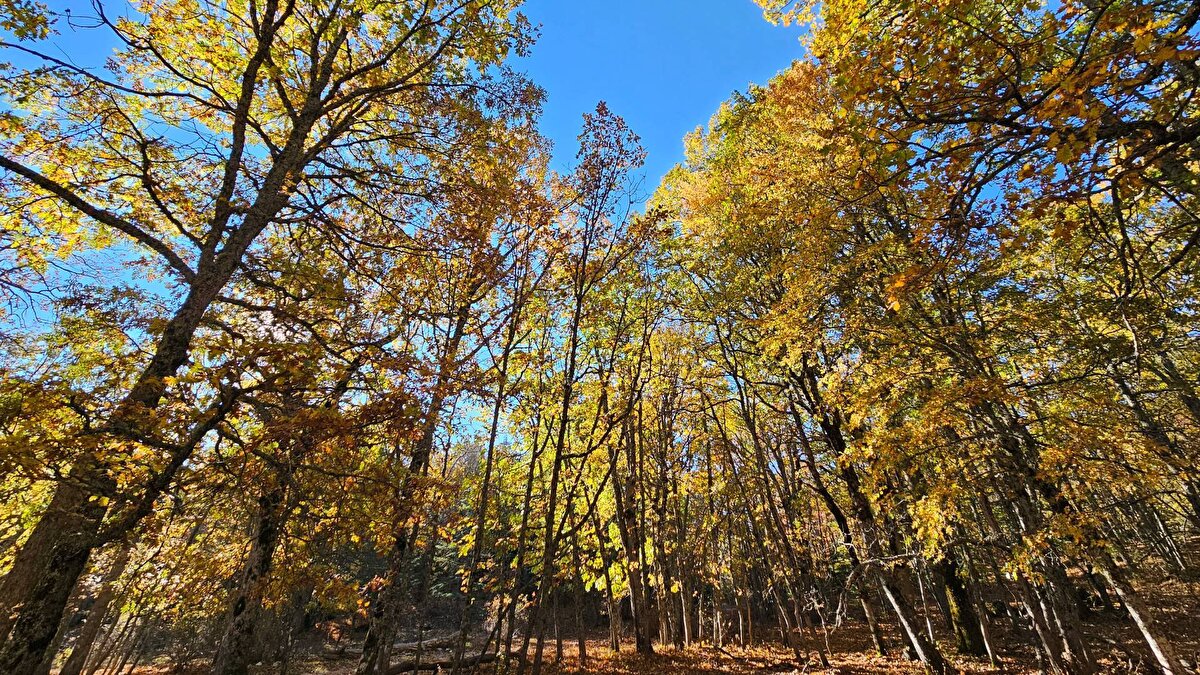 Endemik bir tür<br><br>Kovada Gölü Milli Parkı Şefi Mustafa Altunkup, Göller Yöresi'nde Eğirdir ve Kovada gölleri arasındaki saf kasnak meşelerinin bulunduğu ormanın ilk olarak 1987 yılında koruma alanı ilan edildiğini söyledi. Ormandaki kasnak meşesinin endemik bir tür olduğunu belirten Altunkup, “Orman vasfı olarak sadece ilçemizde şefliğimizin sorumluluk alanında bulunan kasnak meşesi tabiat koruma alanıdır. Alanımızda yaklaşık 444 bitki türü bulunmaktadır. Bunlardan 69 tanesi endemiktir. Yapılan çalışmalarda 26 kuş türü tespit edilmiştir. Alan mesafe olarak Isparta'mıza 69 kilometre, Eğirdir'e 32 kilometre uzaklıktadır" dedi.