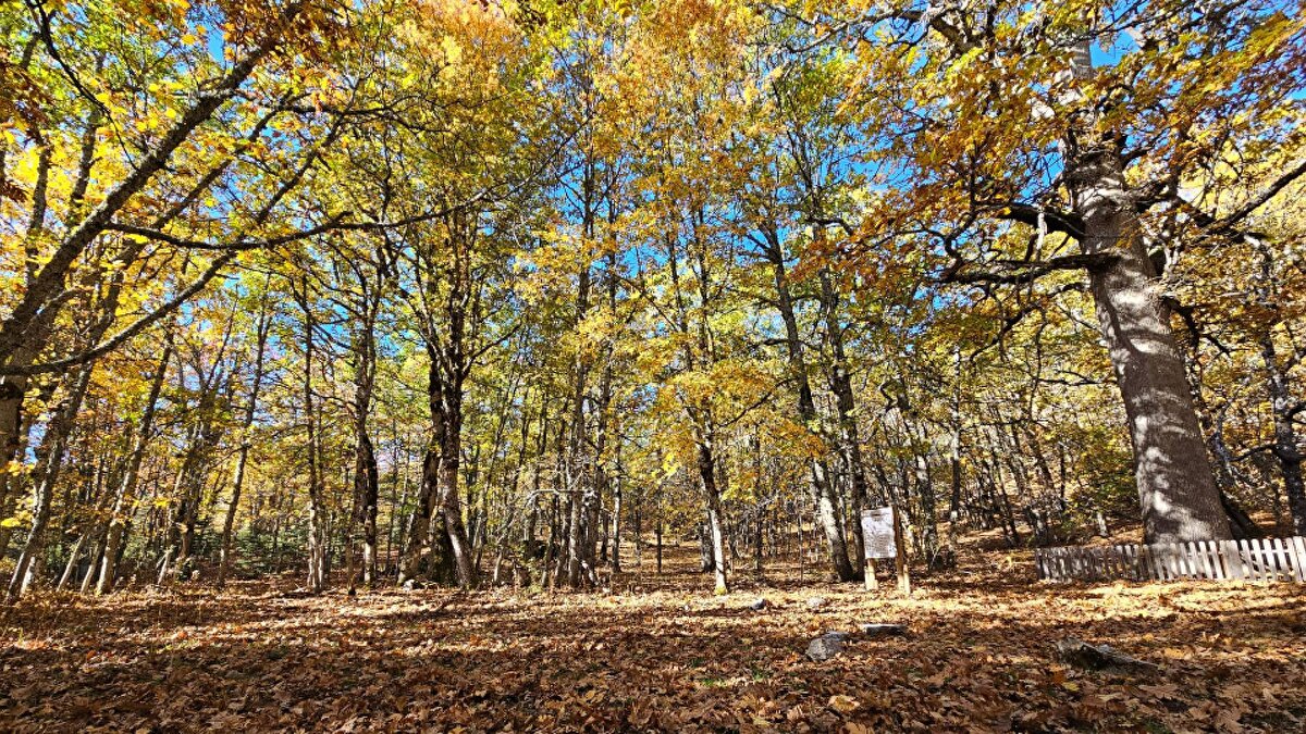 Alanda kurt, çakal, vaşak, yaban domuzu, tilki gibi memelilerin yanı sıra kartal, şahin, doğan, keklik, karatavuk, ardıç türlerinin dışında toplam 27 kuş türü bulunuyor. Alana turistik ziyaretler ve turistik aktiviteler yapılamıyor. Fotokapanlar ve dron ile de izlenen orman ve çevresinde ateş ve mangal yapmak, avcılık, ağaç kesimi, çöp bırakmak, çadır ve kamp kurmak yasak ve hiçbir bitki toplanamıyor.