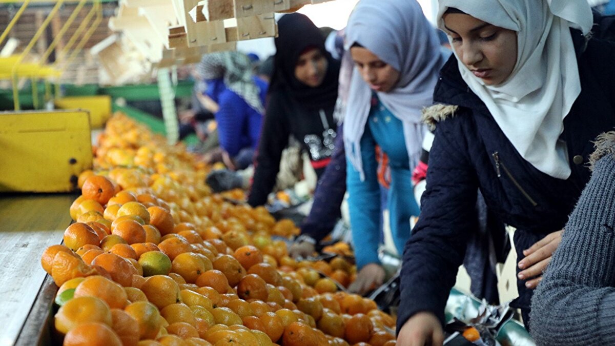 Hükümet, enflasyondaki yükselişin ana sebepleri arasında yer alan sebze-meyve fiyatlarındaki fahiş artışların önüne geçmek için önümüzdeki yıl kapsamlı adımlar atarak konuyu kökten çözmeye hazırlanıyor. Bu kapsamda; toptancı hallerin ve benzer yapıların hem modernizasyonuna yönelik mevzuat çalışmaları hem de kısmi mevzuat düzenlemeleri önümüzdeki yıl tamamlanacak.