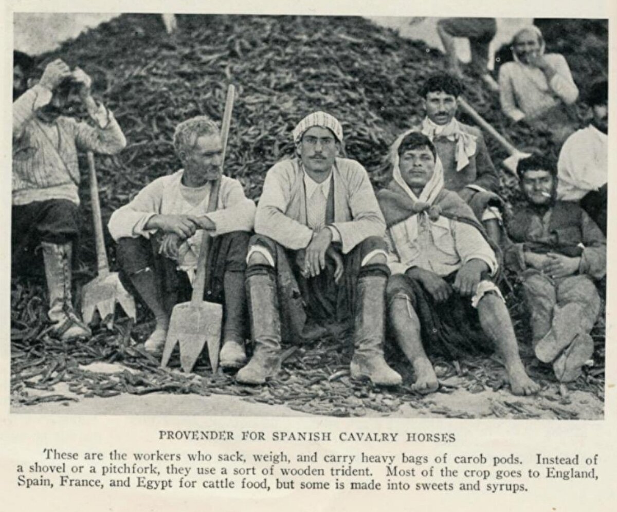 “İspanyol süvari atları için yem”