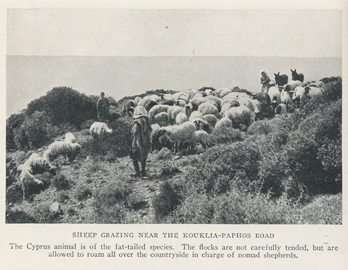 “Kouklıa-Paphos yolu yakınında otlanan koyunlar”