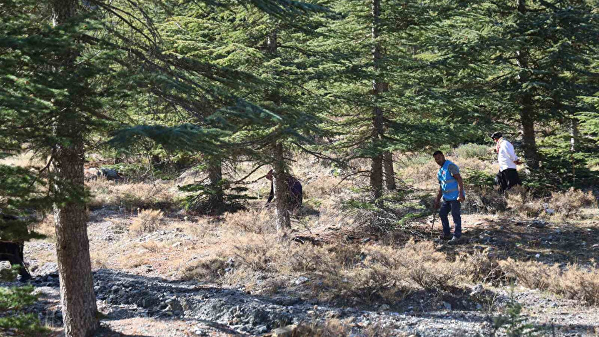 Dünyada sadece belirli iklim koşullarında yetişen sedir mantarı, Japonya ve Güney Kore’nin son yıllardaki favori ihracat ürünleri arasında yer alıyor. Adana’da 1.500 ila 2.000 metre rakımda doğal olarak yetişen bu özel mantar, hem lezzeti hem de antibiyotik etkisiyle dikkat çekiyor.