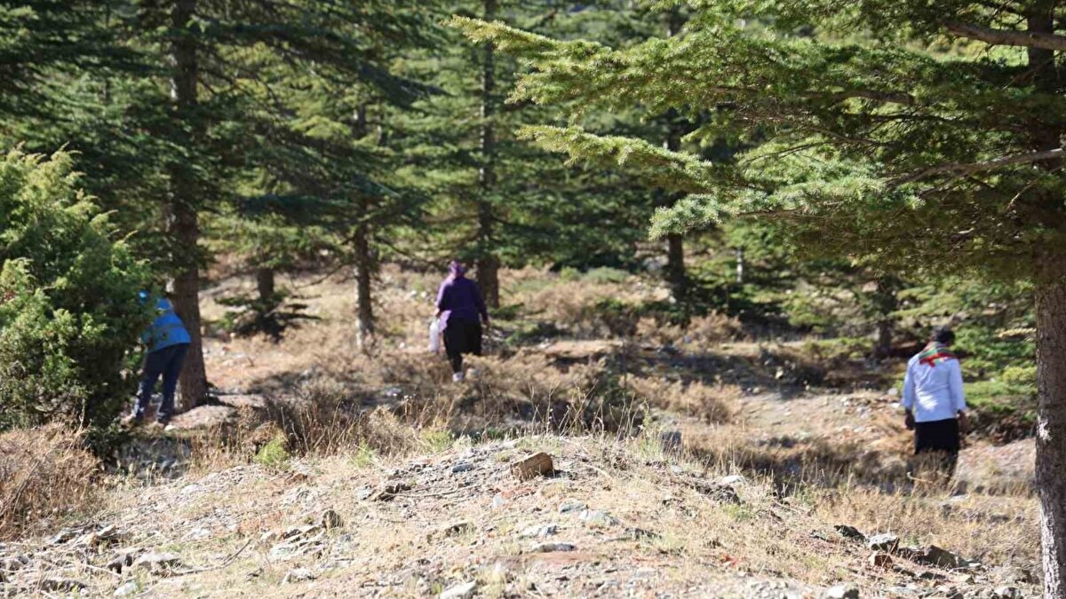 Bölgeye gelen misafirler, topladıkları sedir mantarlarını közleyerek yöresel lezzet “katran böreği” olarak tatma fırsatı buluyor. Feke Belediye Başkanı Cömert Özen, Kozan Belediye Başkanı Mustafa Atlı ve Kozan Kaymakamı Bahattin Alp Arslanköylü de vatandaşlarla birlikte ormanda mantar arayarak bu geleneğe ortak oldu.