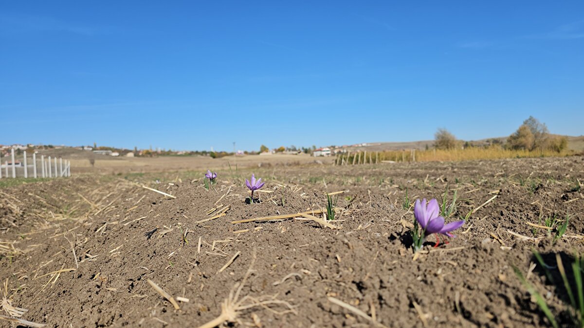 Dünyanın en değerli bitkileri arasında yer alan, gramı altınla yarışan safranın hasadı Çorum’da tüm hızıyla devam ediyor. Karabük’ün Safranbolu ilçesiyle özdeşleşen bu nadir bitki, son yıllarda Çorumlu üreticilerin de gözdesi haline geldi.